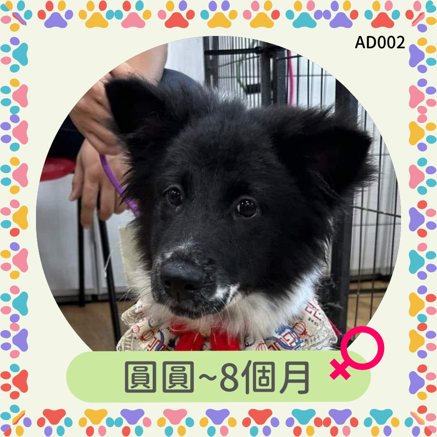 圓圓